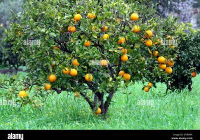 orange-tree-citrus-sinensis-fruiting-orange-spain-balearen-majorca-CNR6RA